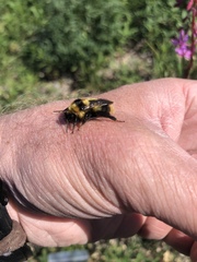 Bombus frigidus