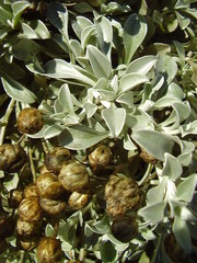 Helichrysum argyrophyllum