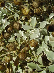 Helichrysum argyrophyllum