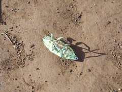 Chalcophorotaenia australasiae