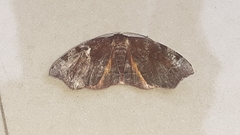 Achrosis rondelaria