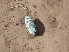Chalcophorotaenia australasiae
