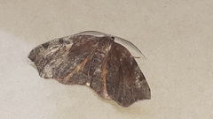 Achrosis rondelaria