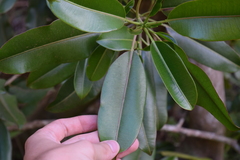 Sapium laurocerasus