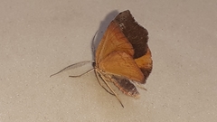 Achrosis rondelaria