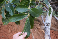 Ormosia krugii