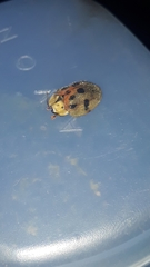 Ogdoecosta catenulata