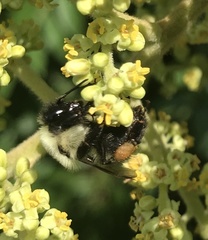 Bombus impatiens