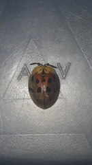 Ogdoecosta catenulata