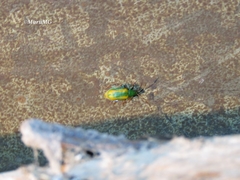 Diabrotica porracea