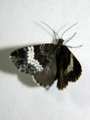 Spargania luctuata