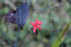 Ruellia coccinea