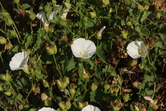 Calystegia macrostegia macrostegia