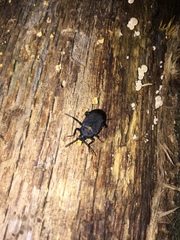 Penthe obliquata