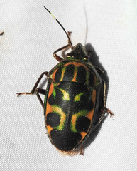 Tetrarthria variegata