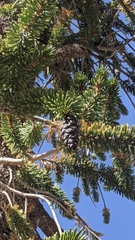 Pinus balfouriana austrina