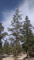 Pinus balfouriana austrina