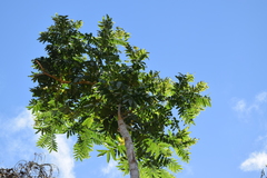 Zanthoxylum martinicense