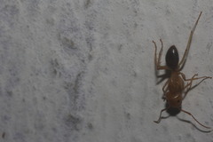 Camponotus conspicuus