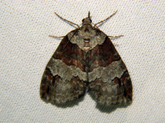 Hydriomena ruberata