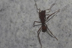 Acromyrmex octospinosus