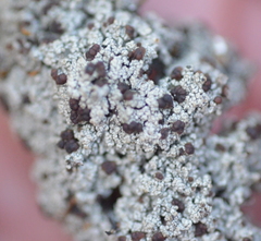 Bryoplaca sinapisperma