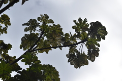 Cecropia schreberiana