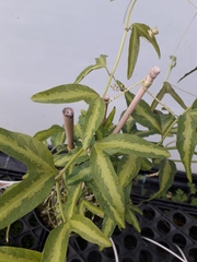 Passiflora apetala