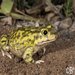 Couch's Spadefoot - Photo (c) bryan-maltais, some rights reserved (CC BY-NC), uploaded by bryan-maltais