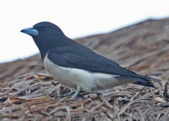 Great Woodswallow photo 3