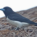 Woodswallows, Butcherbirds, Currawongs, and Peltops - Photo (c) Jerry Oldenettel, some rights reserved (CC BY-NC-SA)