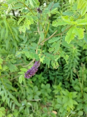 Amorpha