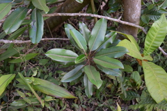 Sapium laurocerasus
