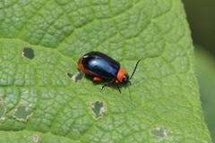 Oedionychina