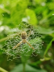 Argiope
