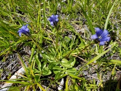 Gentiana newberryi newberryi