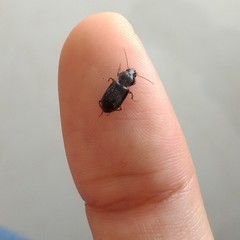 Harpalina
