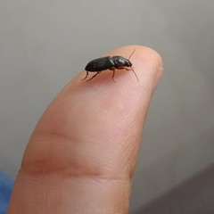 Harpalina