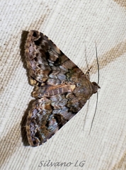 Coenipeta bibitrix
