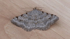 Digrammia denticulata