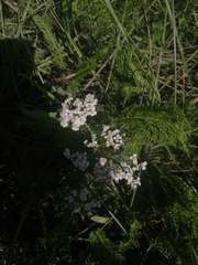 Achillea millefolium