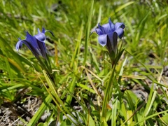 Gentiana newberryi newberryi