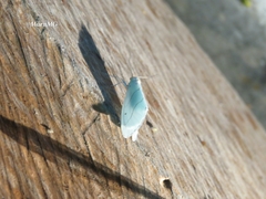 Leuculodes lacteolaria