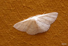 Cyclophora obstataria