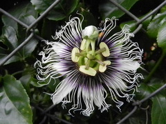 Passiflora edulis flavicarpa