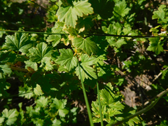 Ribes inerme inerme