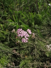 Achillea millefolium