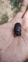 Oryctes rhinoceros