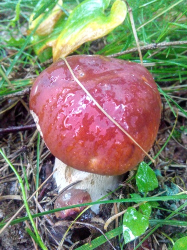 Boletus pinophilus — (c) Виктория Билоус, some rights reserved (CC BY)
