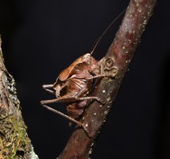 Atlanticus testaceus